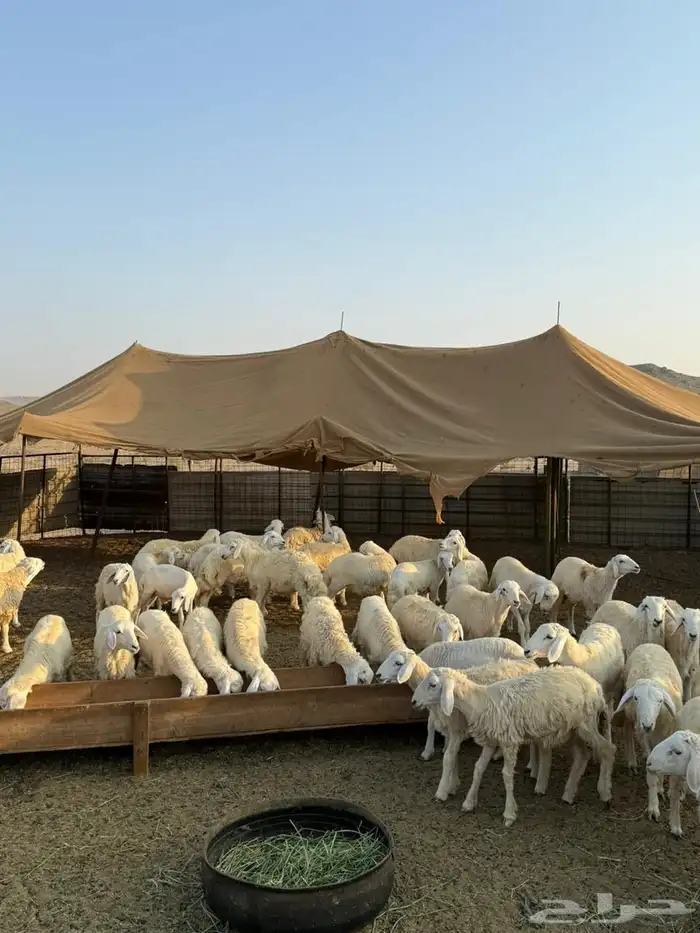 طليان ورخال حريات ذبايح 4اشهر 0