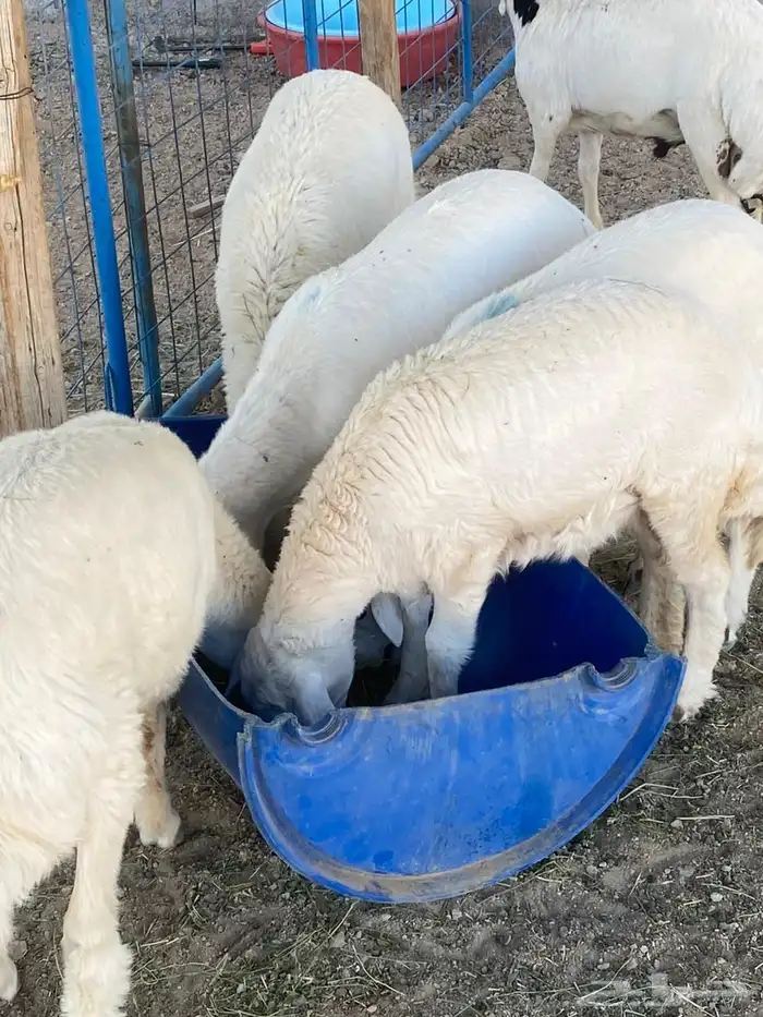 طليان ورخال وتيوس هرافي ذبايح ثلاجه 0