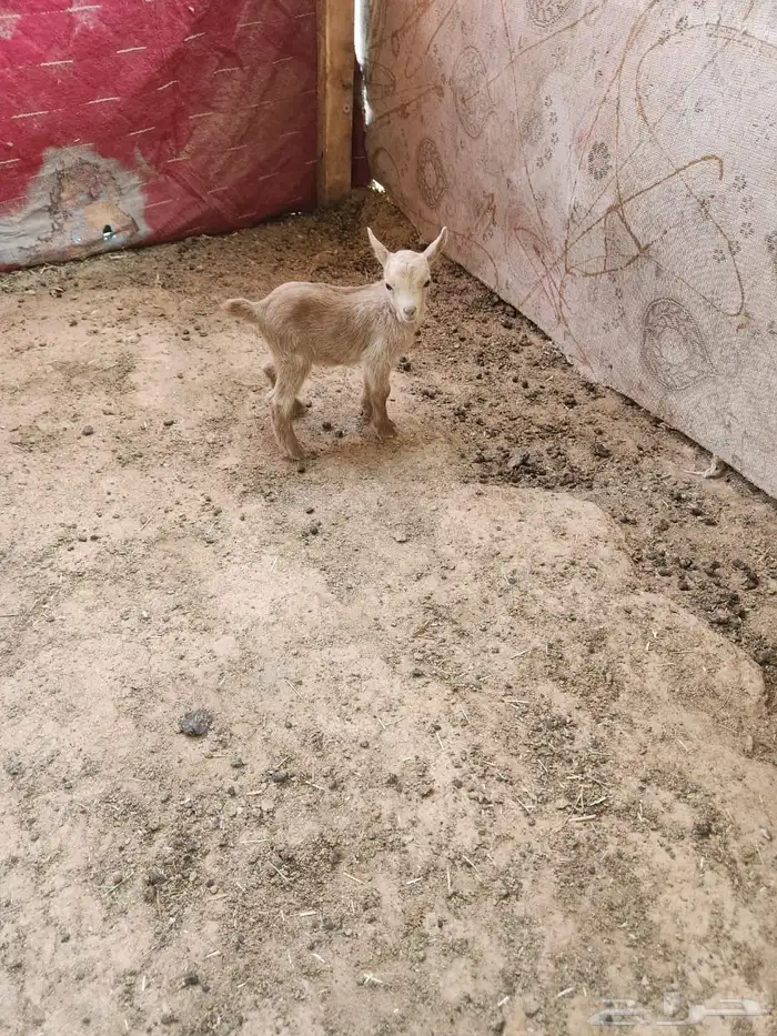 تيوس قزميات 0