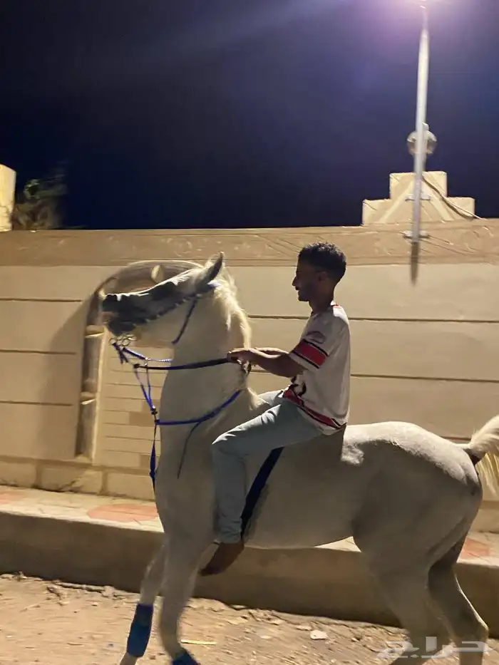 خيل عربي شعبي طرب 5