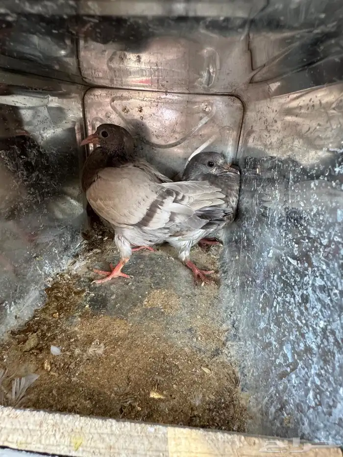 حمام فرنسي للبيع 1