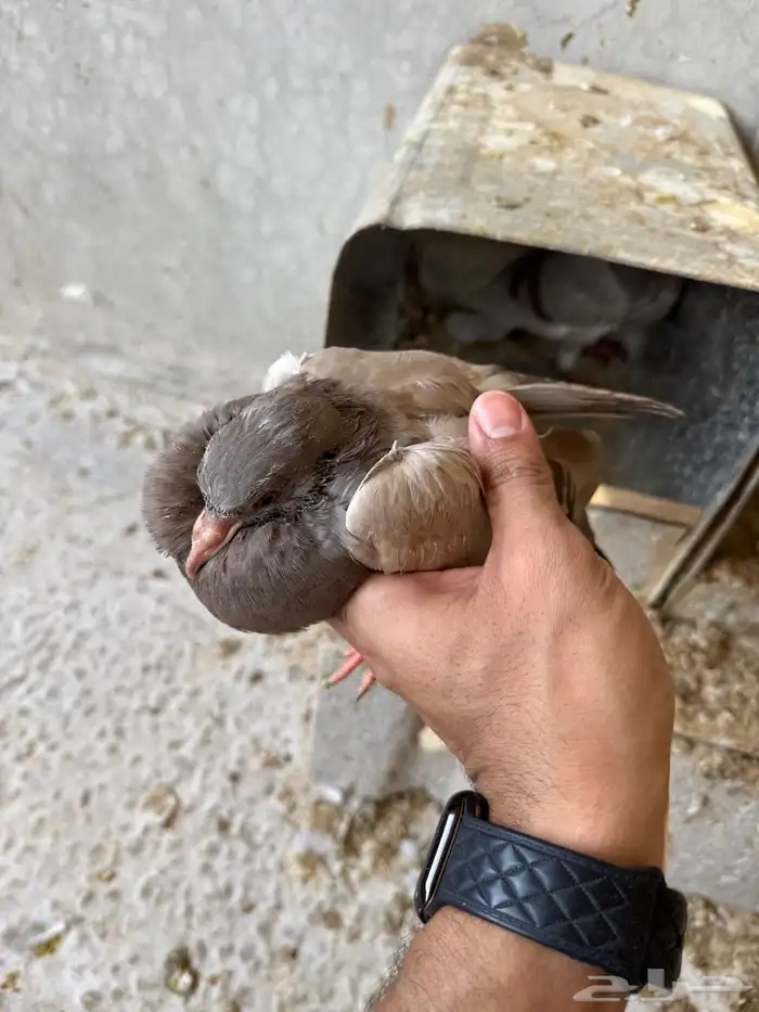 حمام فرنسي للبيع 0