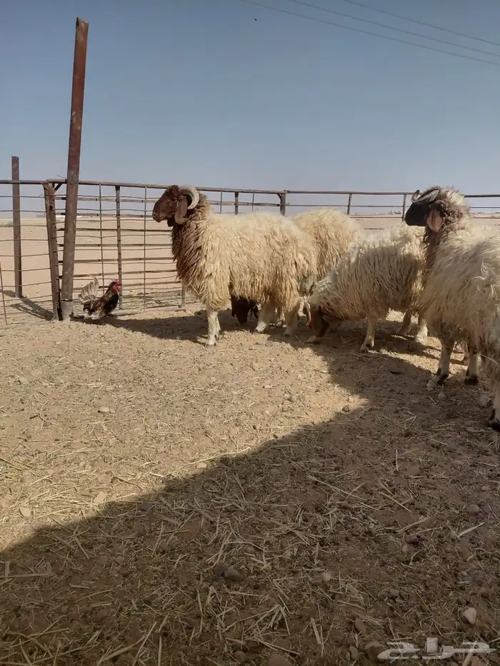 ذبايح نظيفه بري تمايم ضيفه 8