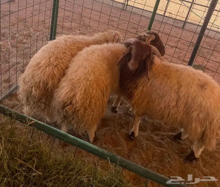 طليان ذبايح نعيم غنم 1