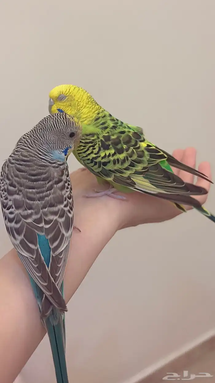 إناث بادجي منتجه 0