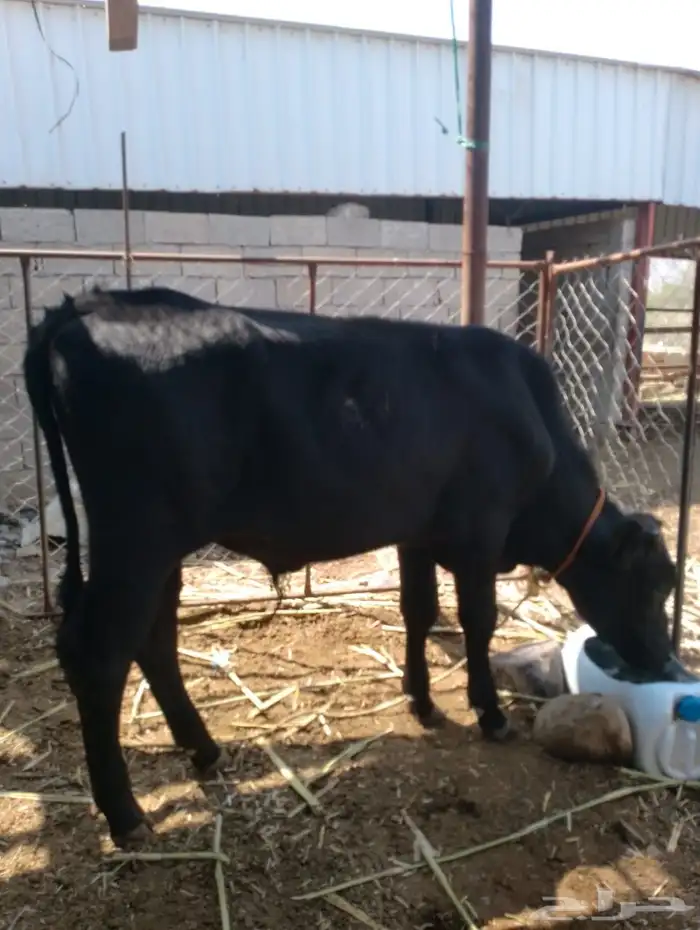 حسيل جيرسي للبيع 0