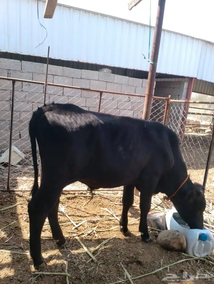 حسيل جيرسي للبيع 1