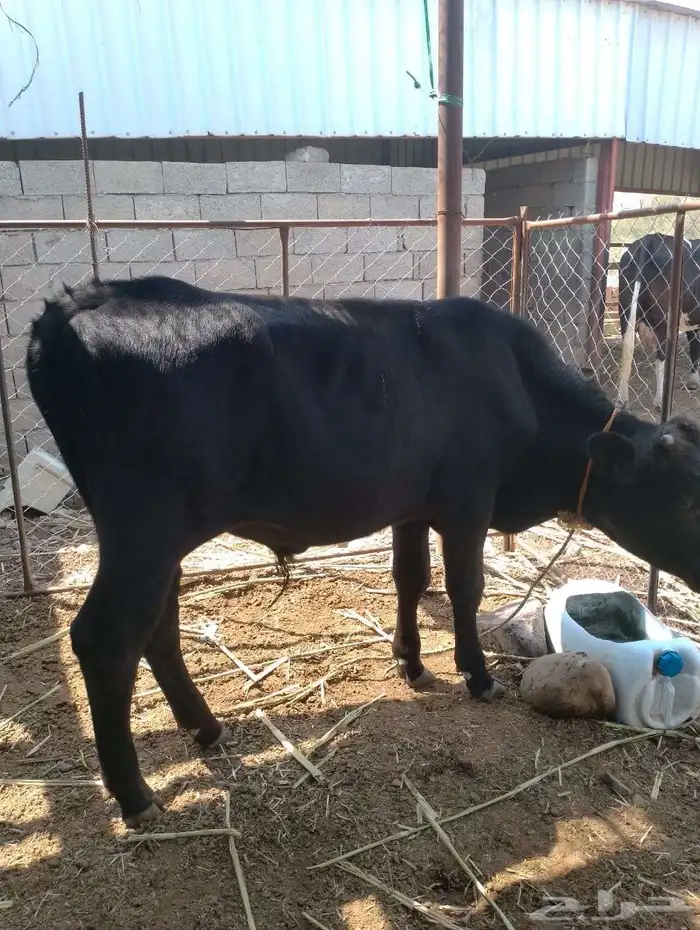 حسيل جيرسي للبيع 2