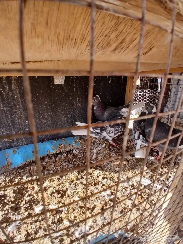 حمام قطيفي قلاب للبيع 1