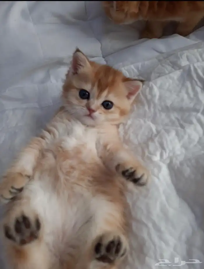 ذكر فحل مسجل سكوتش ny12 9