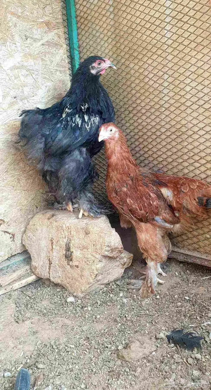 زوج دجاج براهما للبيع 3