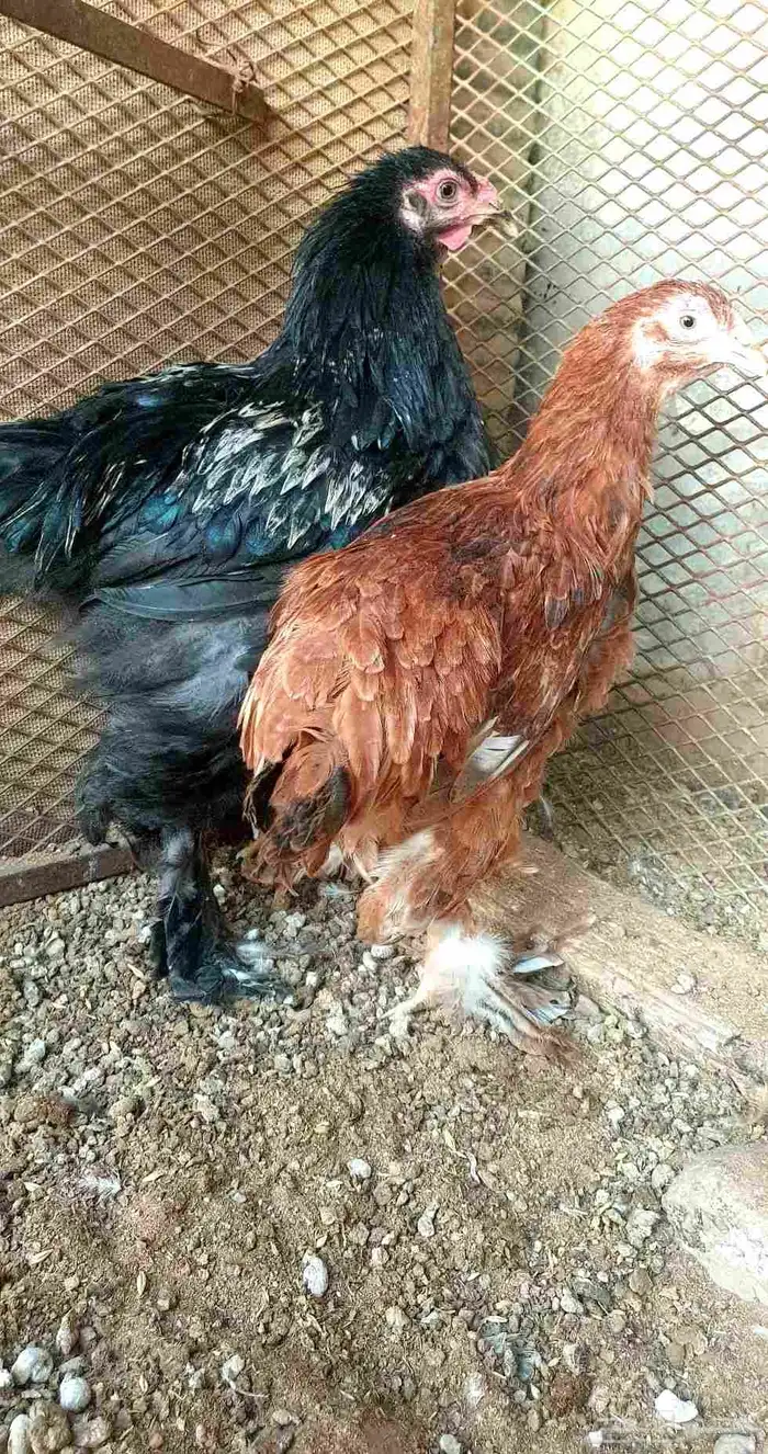 زوج دجاج براهما للبيع 1