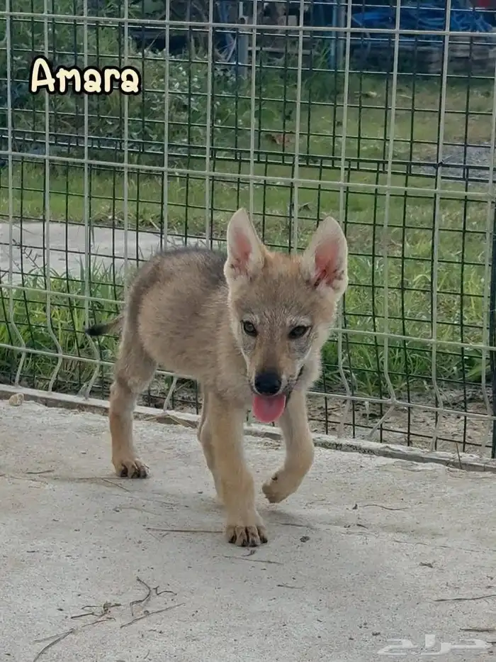 إعلان خاص  جراء الذئب التشيكوسلوفاكي جاهزة للاستيراد 8