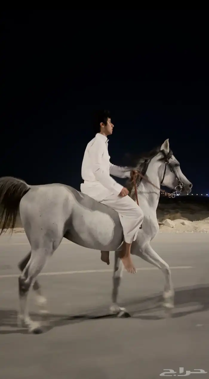 حصان شعبي 2