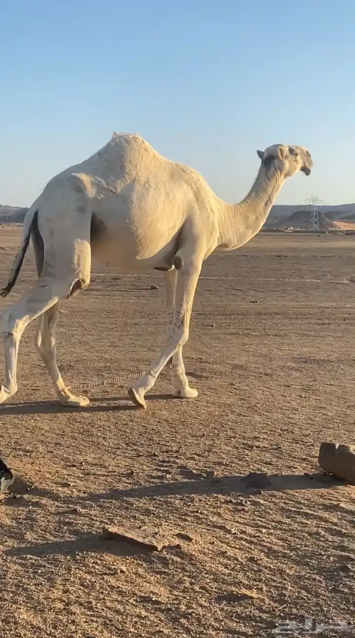 جمل اوضح 0