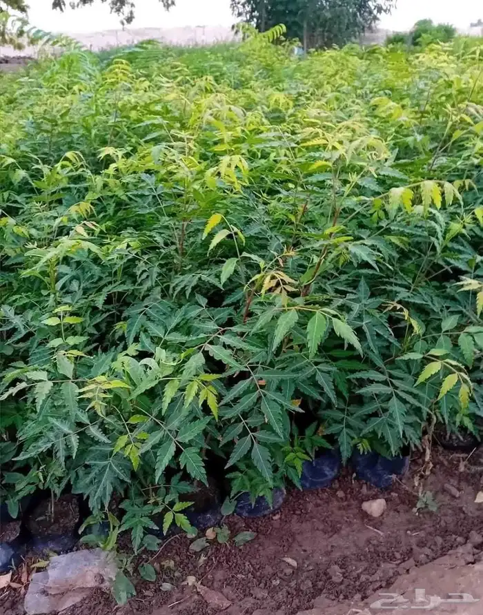 اشجار ونخل توريد وتركيب 8