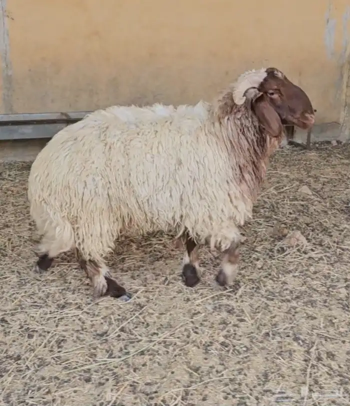 للبيع خروف نعيم بلدي جذع 2