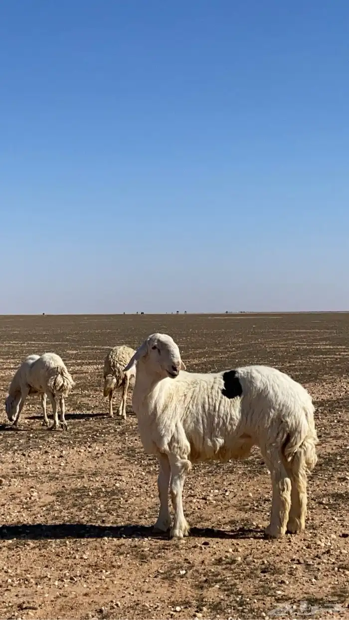 خروف 1