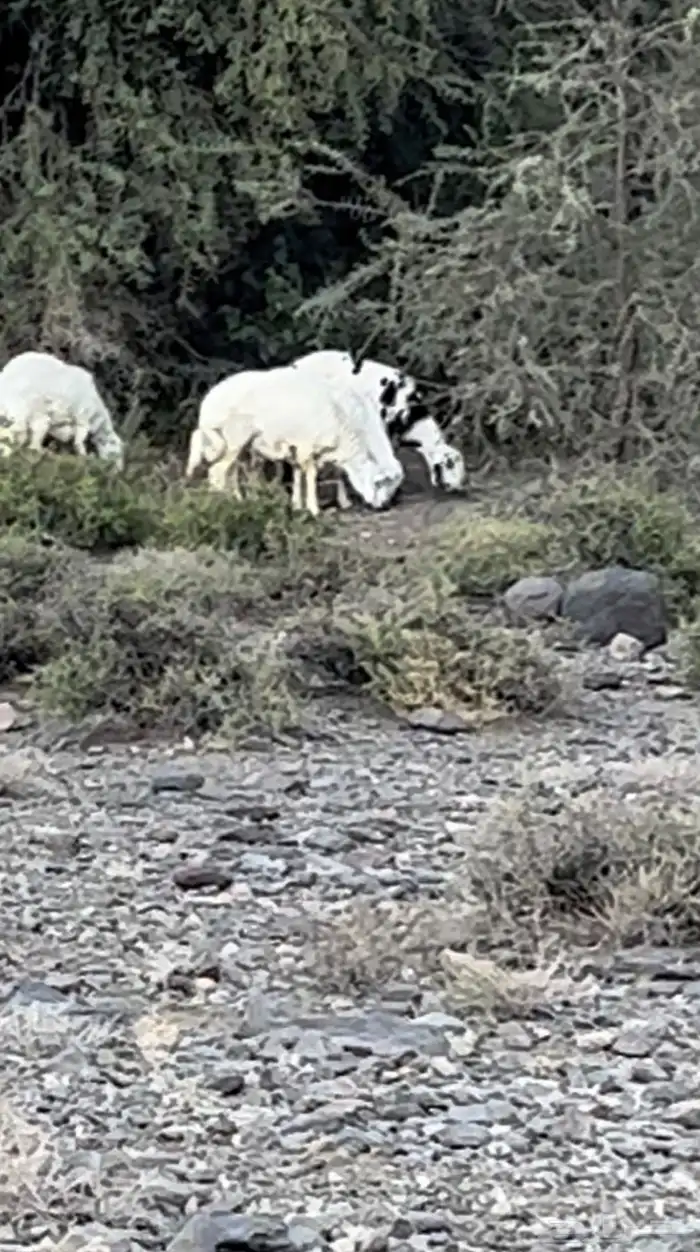 خرفان كفوا للبيع 10