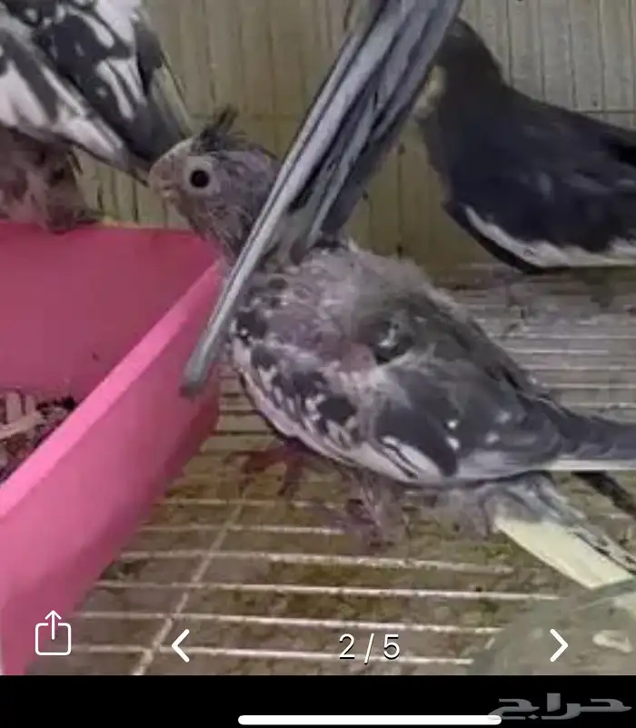 فروخ كروان 1