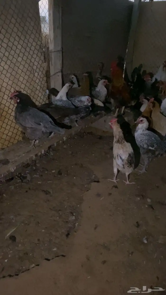 دجاج بياض شرط 8