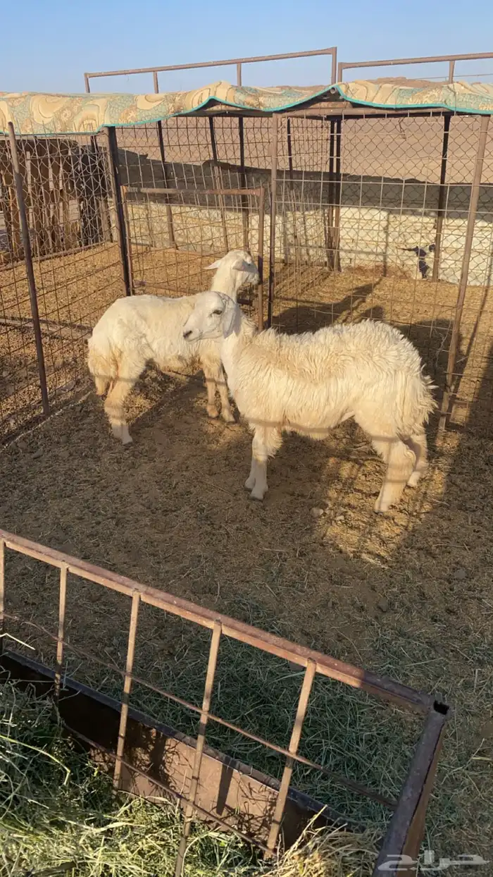 طليان 0