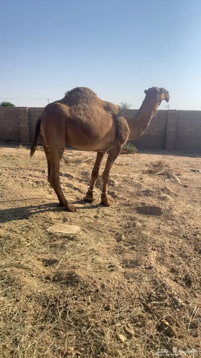 بعير اشعل على ابن جفران وانتاجه طيب 0