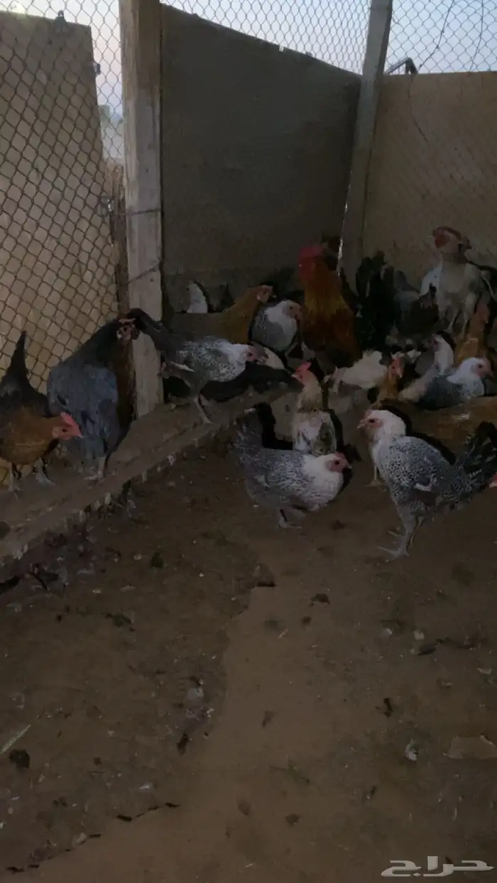 دجاج بياض شرط 7