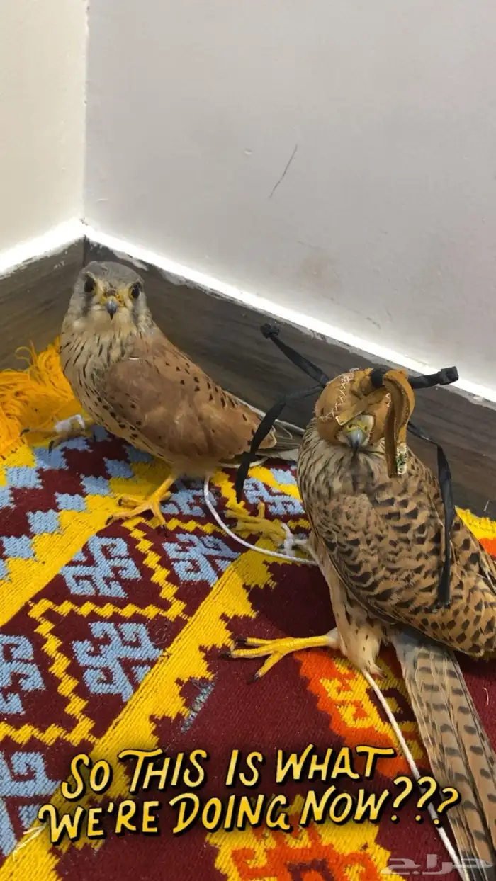 بشاق البيع عل السوم الواحد الموقع سكاكا 0
