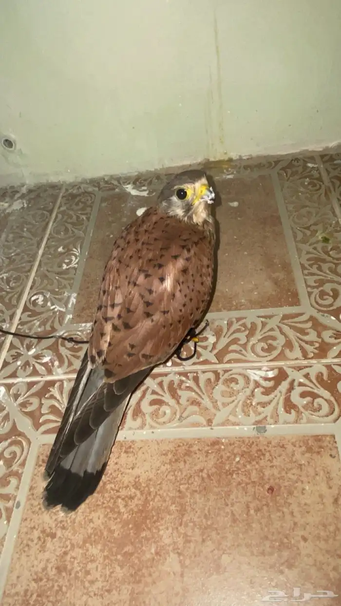 باشق حجم كبير 0