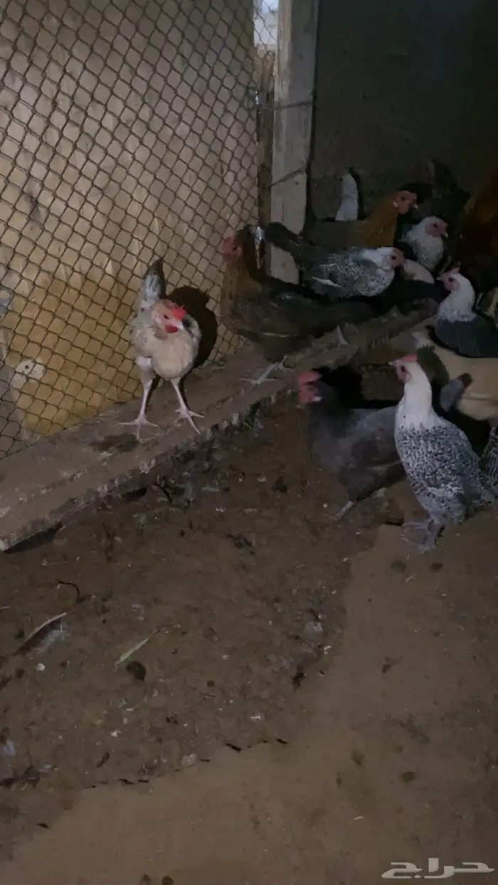 دجاج بياض شرط 17