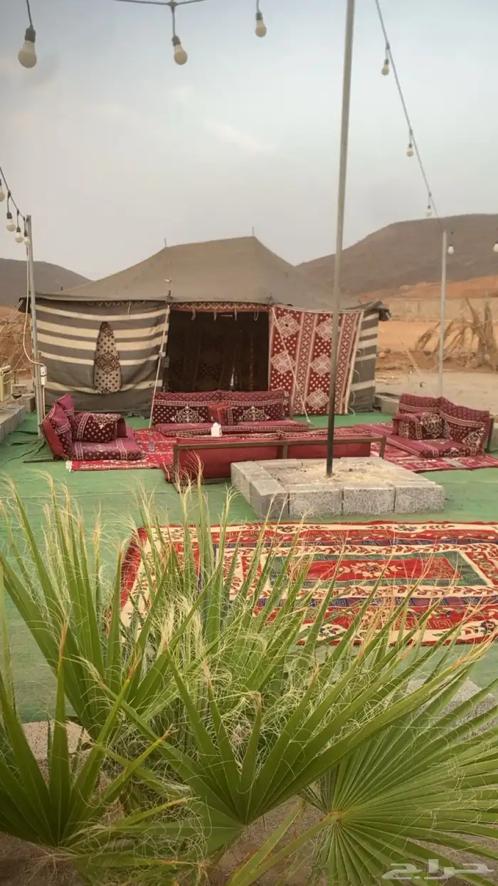 يوجد لدينا ايواء خيل المنطقه جده الغولاء على طريق عسفان 2