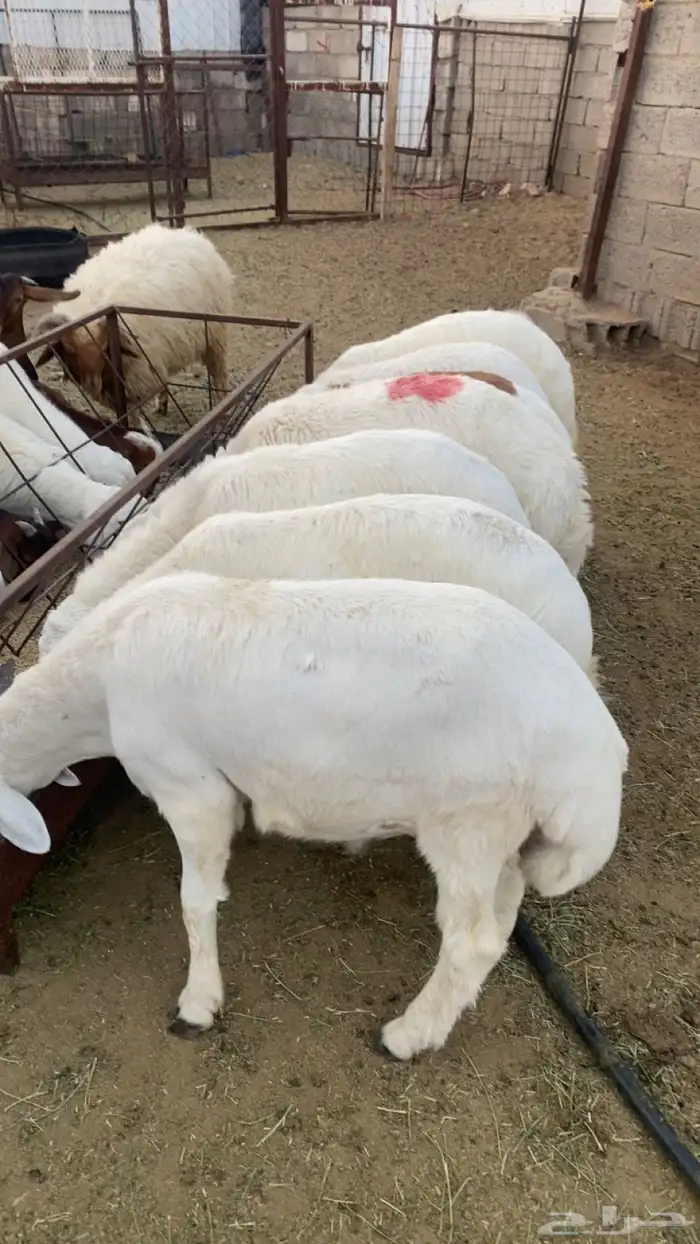 خرفان طليان جبر 0