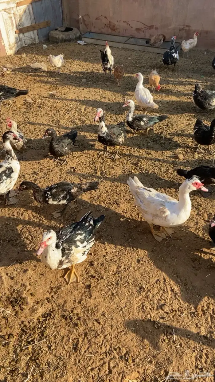 بط وحمام 1
