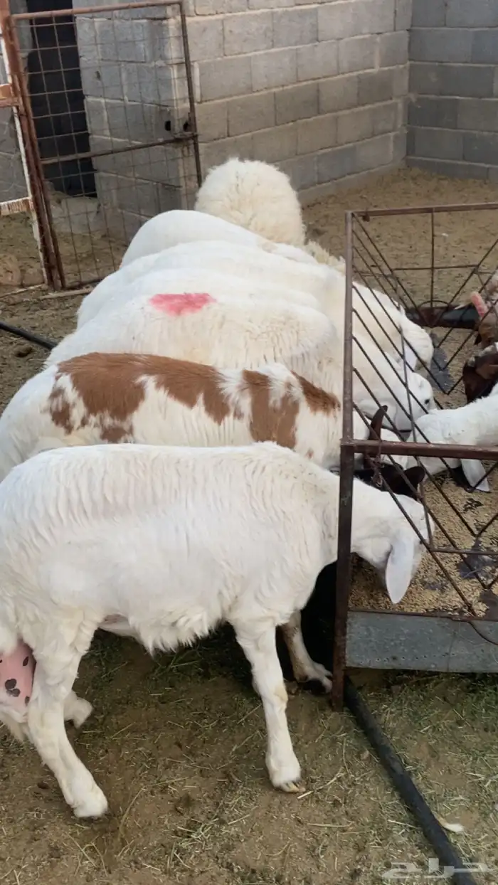 خرفان طليان جبر 3