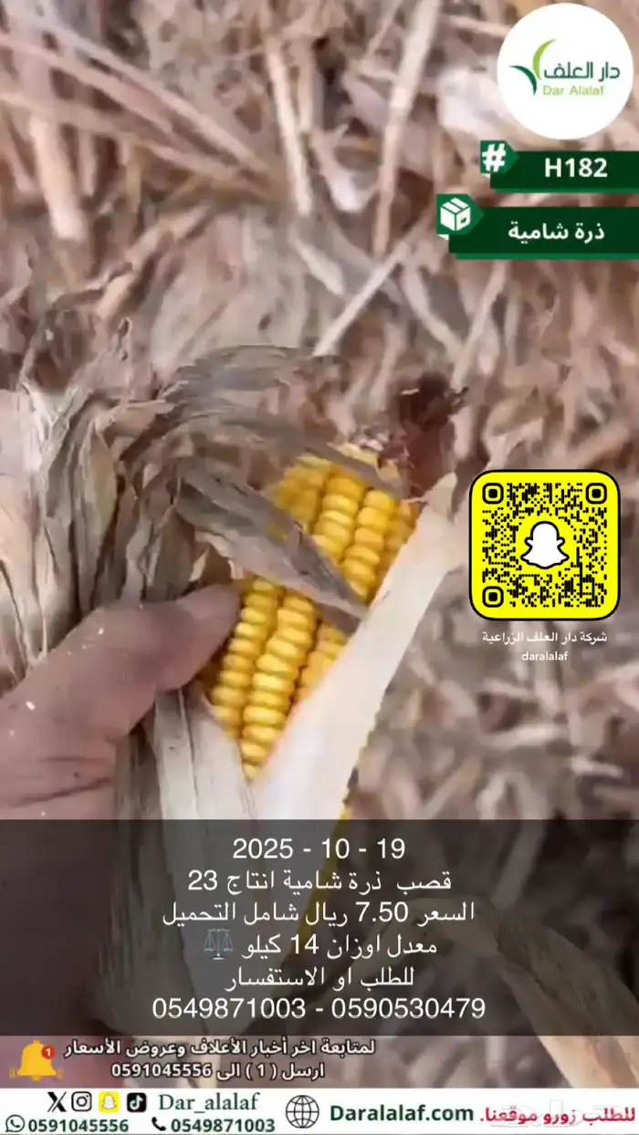 قصب ذره شامية 7.5 3