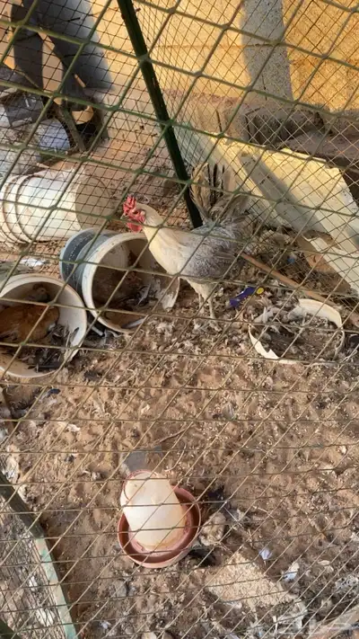 ديك طيب بالحيل ماشاء الله 0