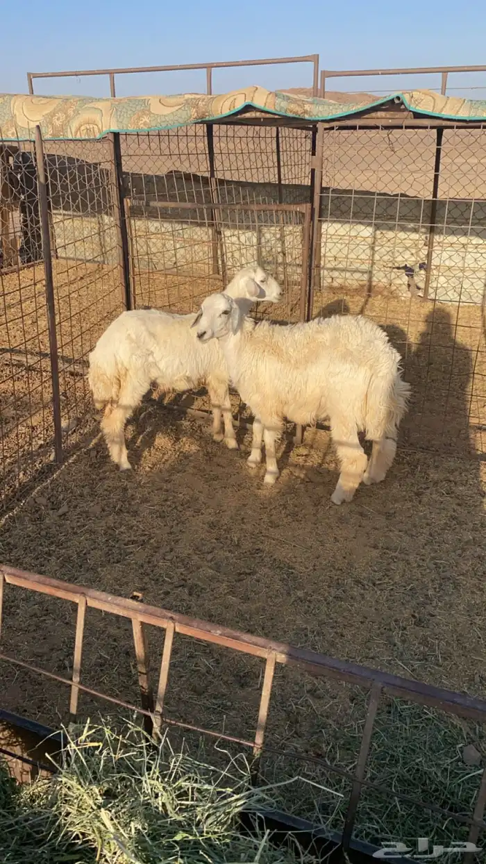 طليان 1