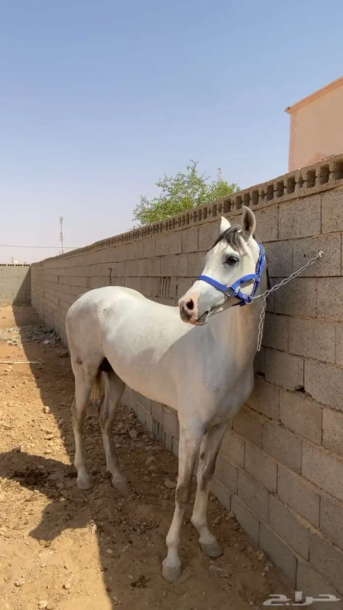 حصان عربي شعبي للبيع 0