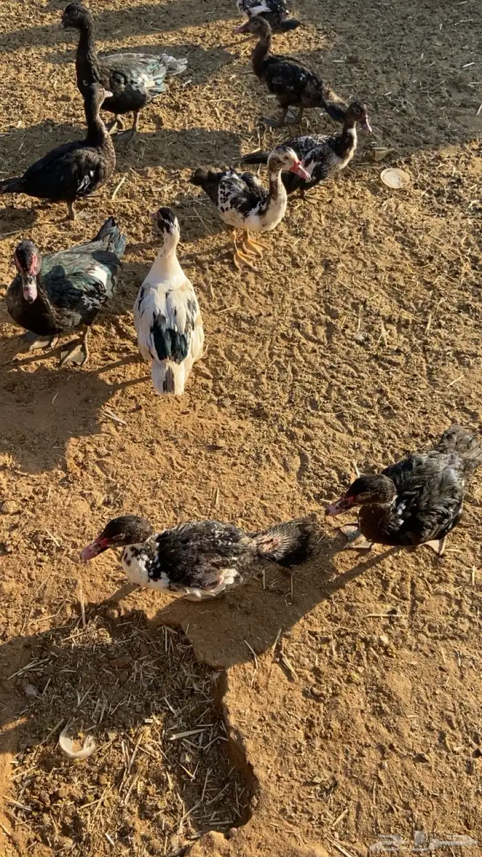 بط وحمام 4