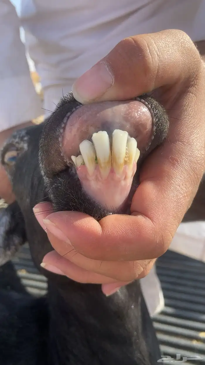 للبيع عنز تحته جفره سليمه شرط وروم سليمه 0