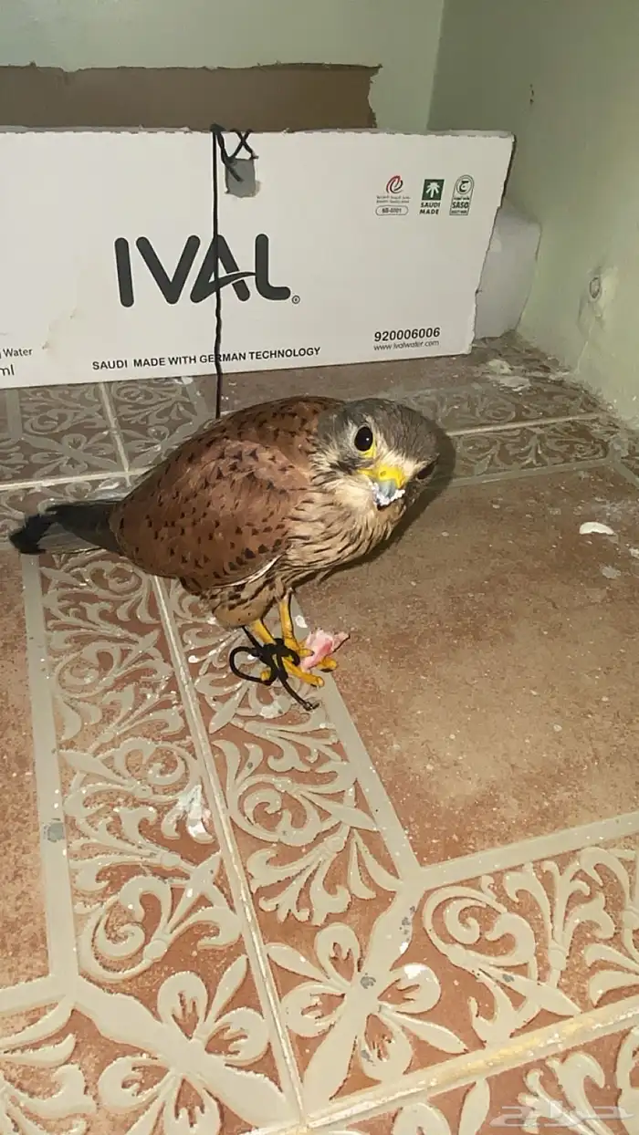 باشق حجم كبير 1