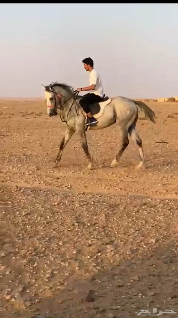 حصان لبيع 0