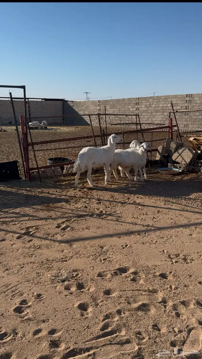 ثلاث خرفان مغلقة شحم 0