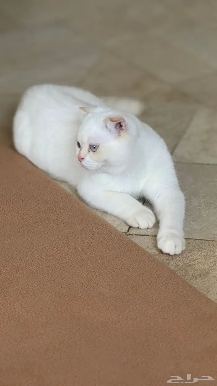 سكوتش فولد ابيض 2