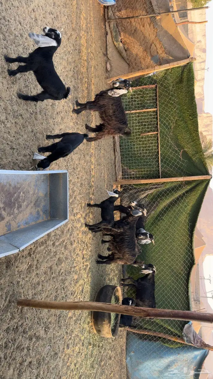 معزى متابيع 4