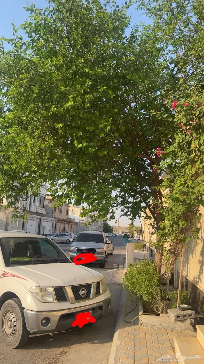 ورق سدر للبيع 0