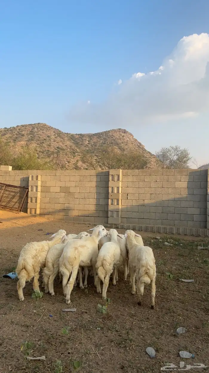 خرفان بلدي العمر من 6 إلى 7 شهور 2