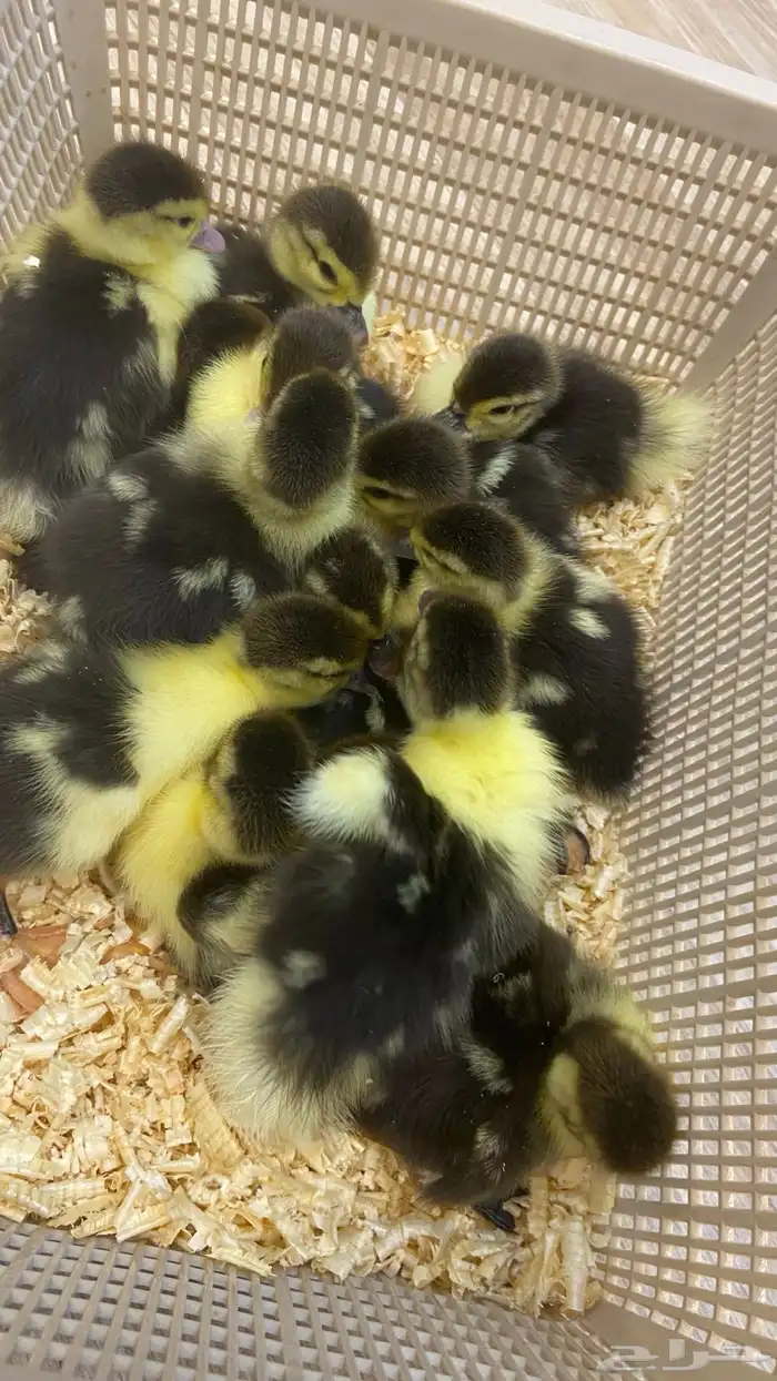 صوص بط الكمية محدوده 0