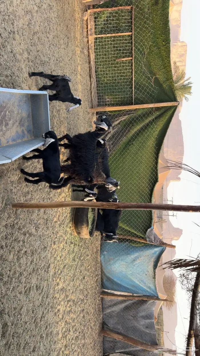 معزى متابيع 0